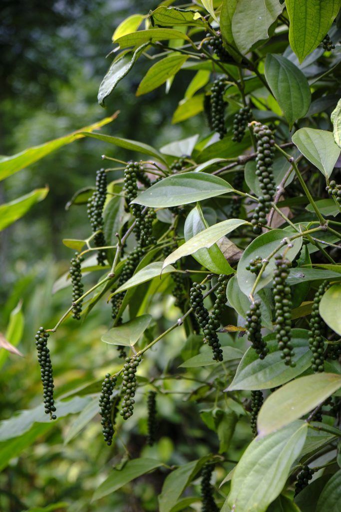 Black pepper vine with green peppercorn spikes